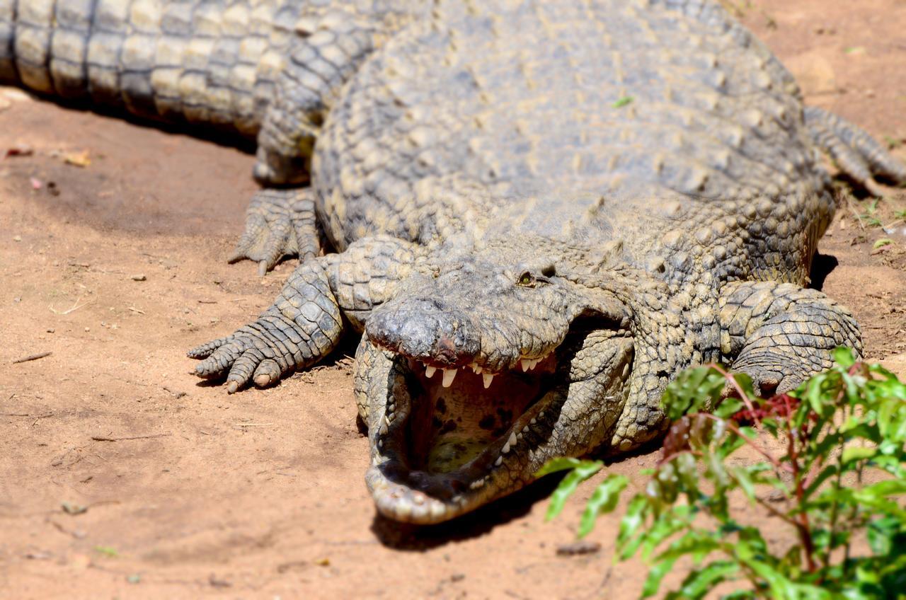 Вилла Phezulu Safari Park Botha's Hill Экстерьер фото