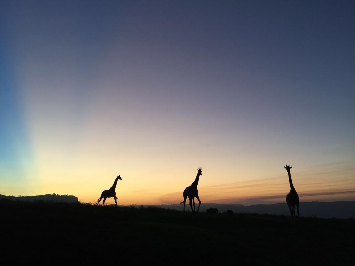 Вилла Phezulu Safari Park Botha's Hill Экстерьер фото