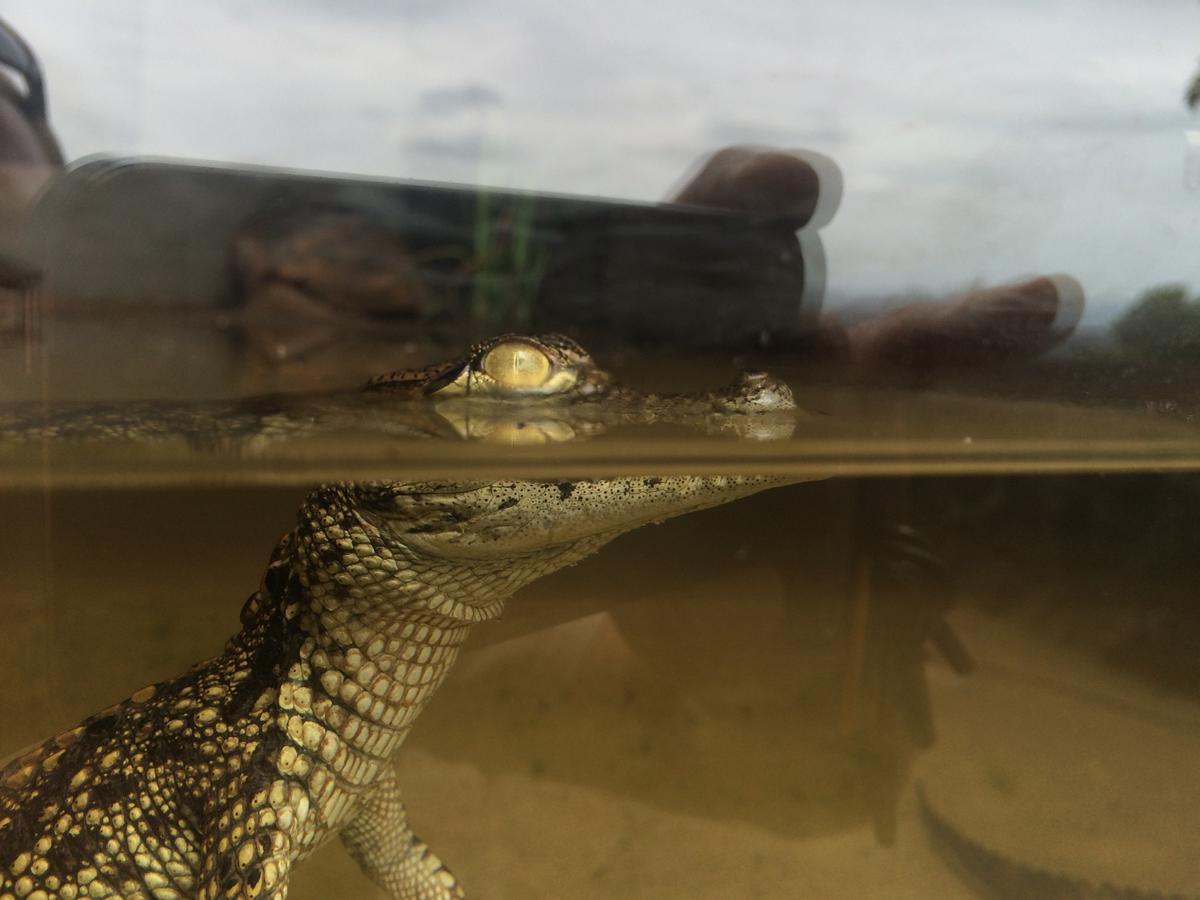 Вилла Phezulu Safari Park Botha's Hill Экстерьер фото